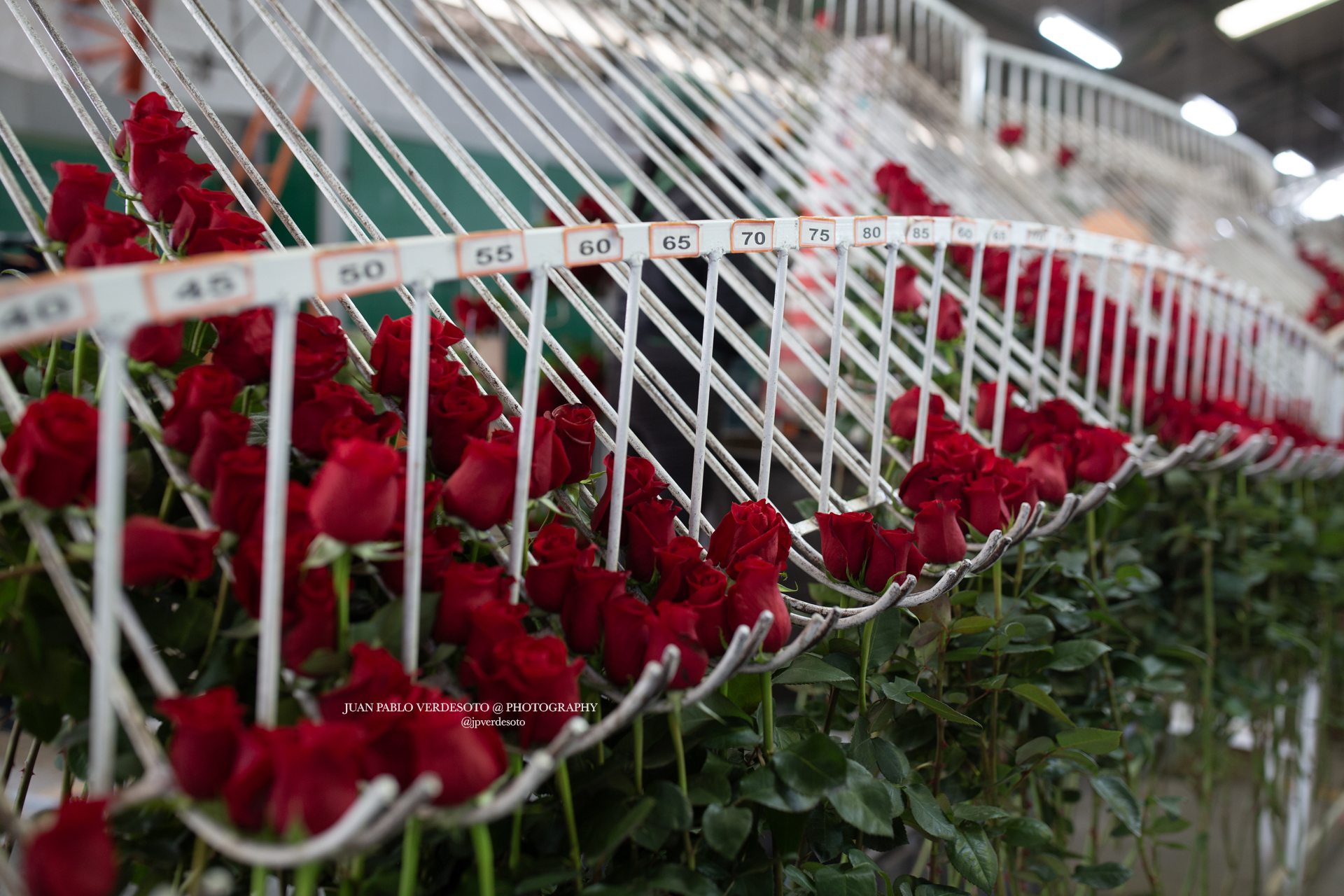 A FAMILY LEGACY, A FUTURE IN BLOOM